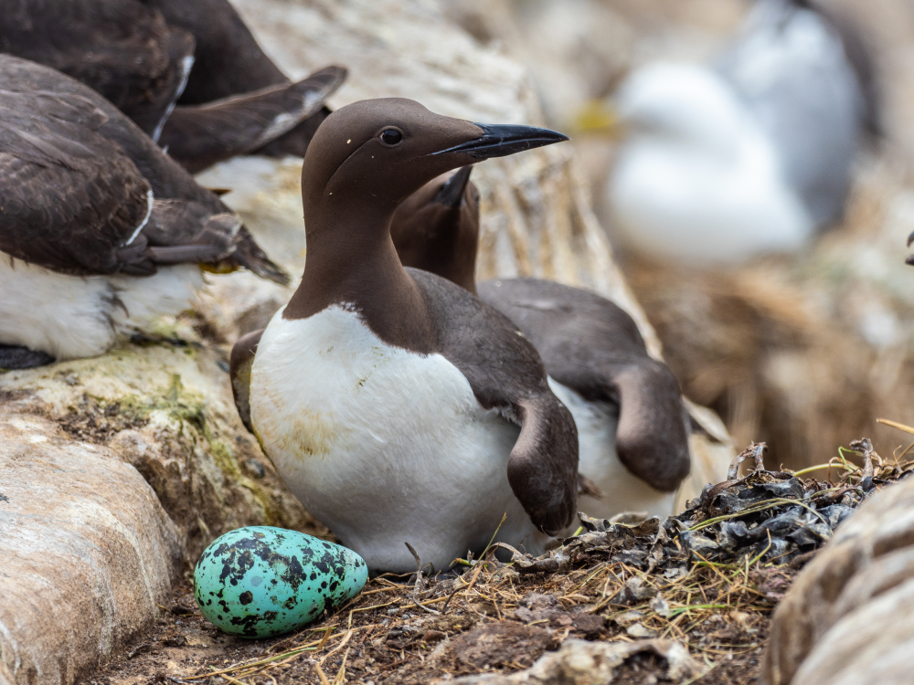a guillemot with its egg that's very blue and pointed at one end with dark speckles a guillemot with its egg that's very blue and pointed at one end with dark speckles